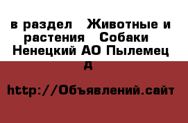  в раздел : Животные и растения » Собаки . Ненецкий АО,Пылемец д.